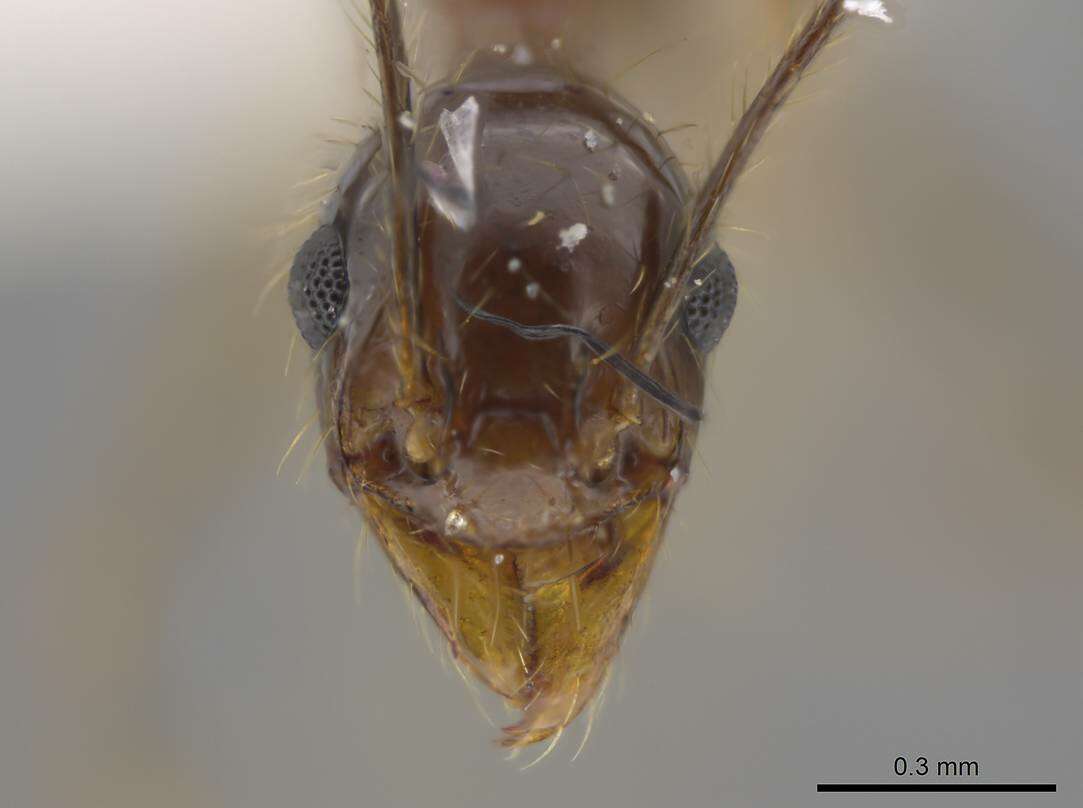 Imagem de <i>Pheidole araneoides</i>