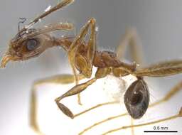 Imagem de <i>Pheidole araneoides</i>