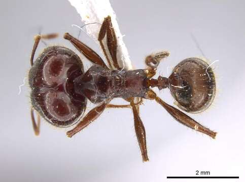 Image of <i>Pheidole astur</i>