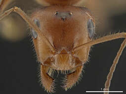 Image of Northern Red Wood Ant