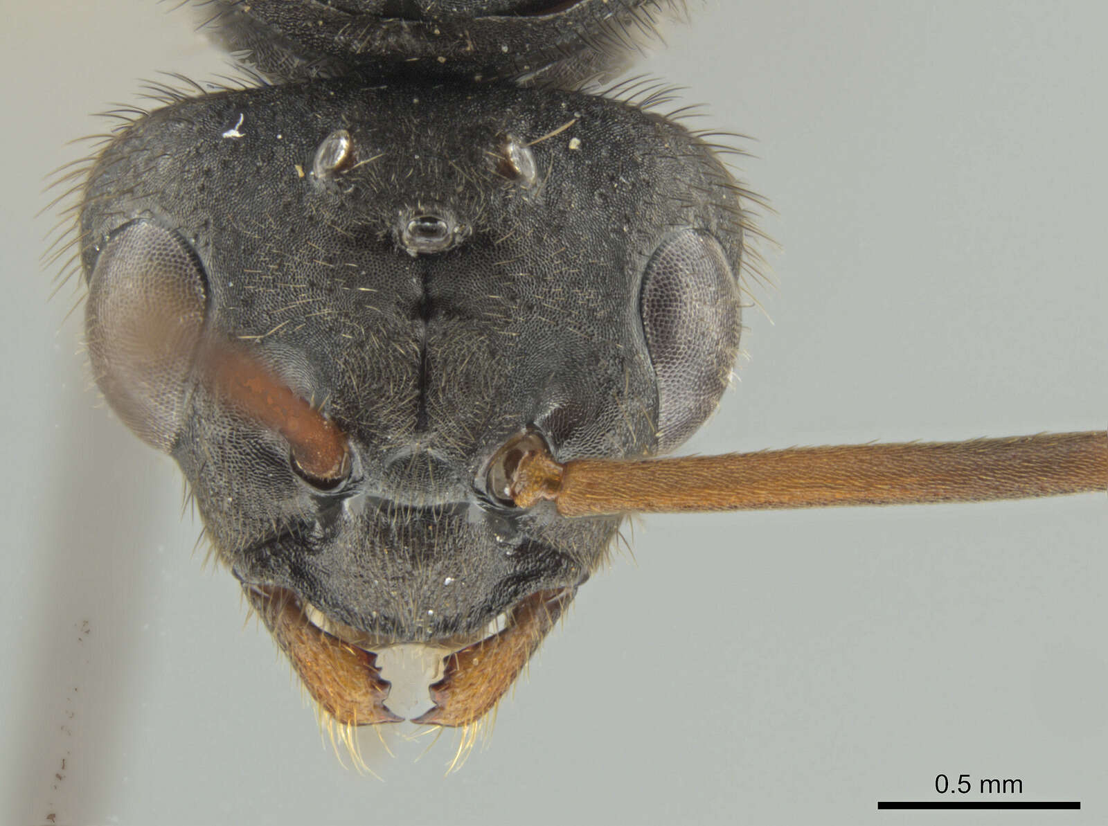 Image of Northern Red Wood Ant