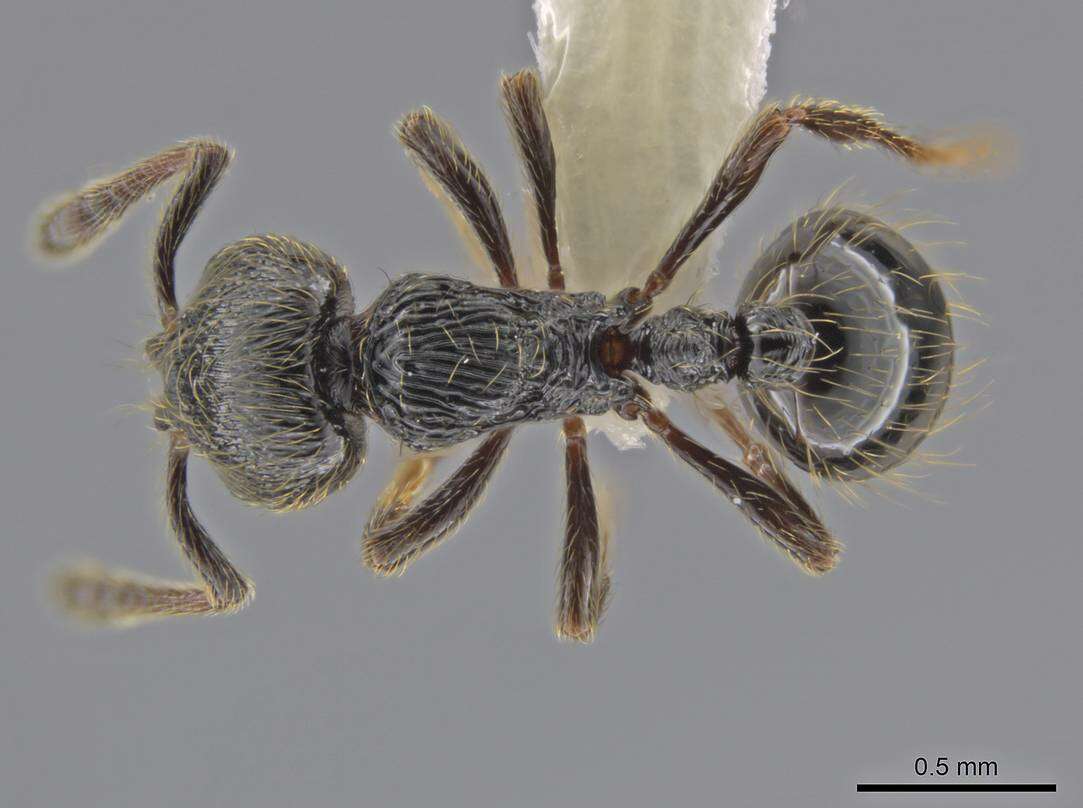 Image of Adelomyrmex dorae