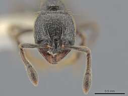 Image of Adelomyrmex dorae