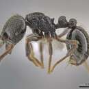 Image of Adelomyrmex dorae