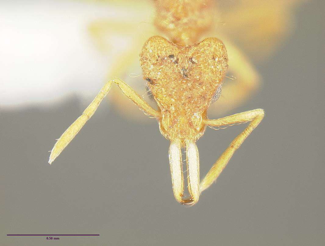 Image of Ant