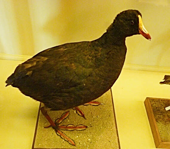 Image of Giant Coot