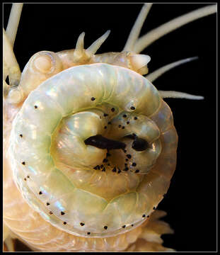 Image of Clam Worm