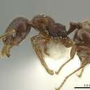 Image of <i>Pheidole dryas</i>