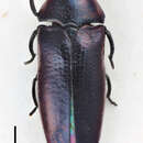 Image of Lius elongatus Kerremans 1896