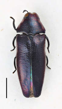 Image of Lius elongatus Kerremans 1896