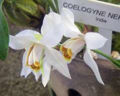 Image of Coelogyne nervosa A. Rich.