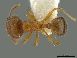 Image of Pheidole browni