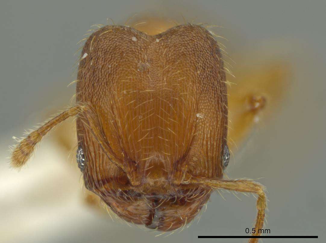 Image of Pheidole browni