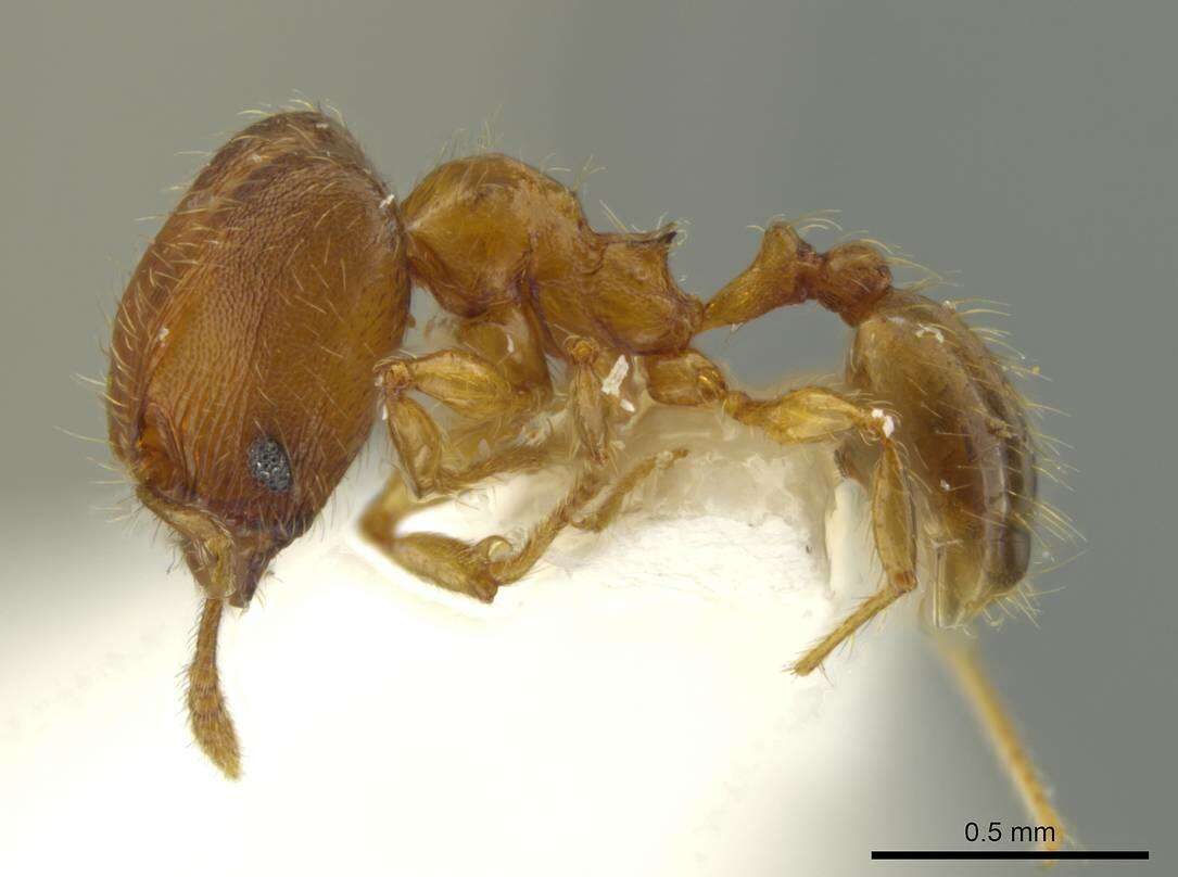 Image of Pheidole browni