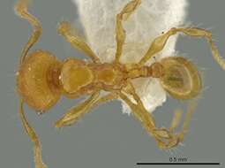 Image of Pheidole browni