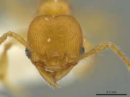 Image of Pheidole browni