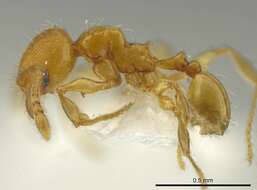 Image of Pheidole browni