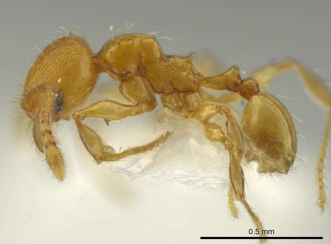 Image of Pheidole browni