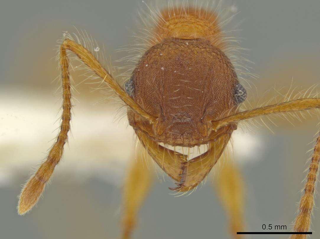 Image of <i>Pheidole horribilis</i>