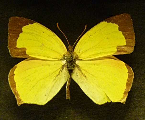 Imagem de Eurema arbela Geyer 1832