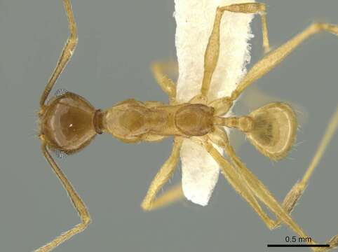 Image of Pheidole lanigera