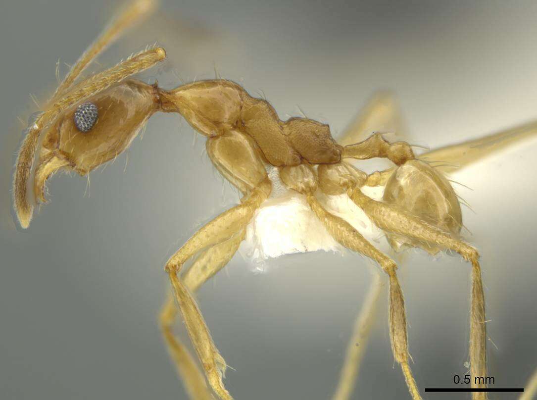 Image of Pheidole lanigera