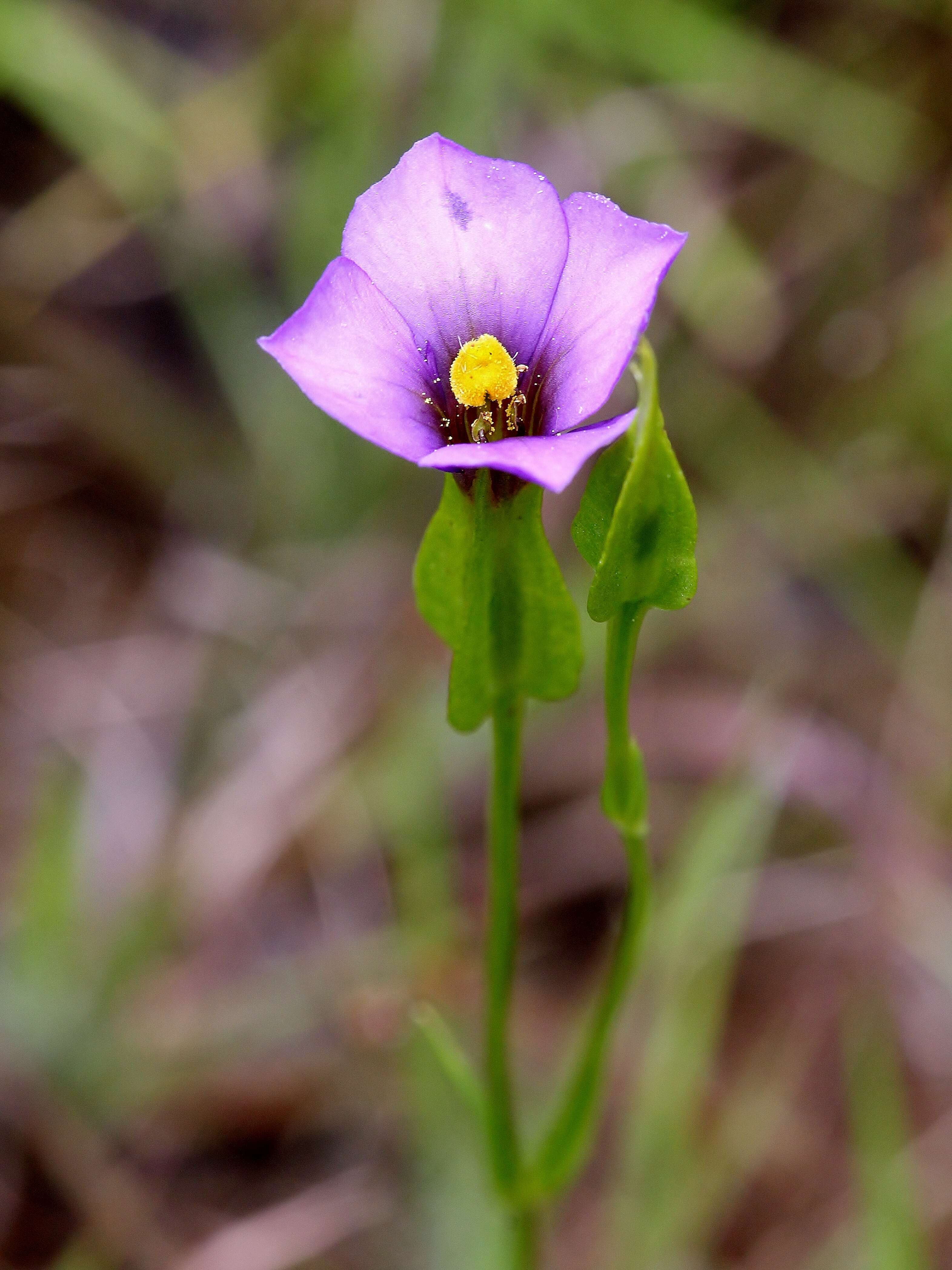 Image of Schultesia gracilis Mart.