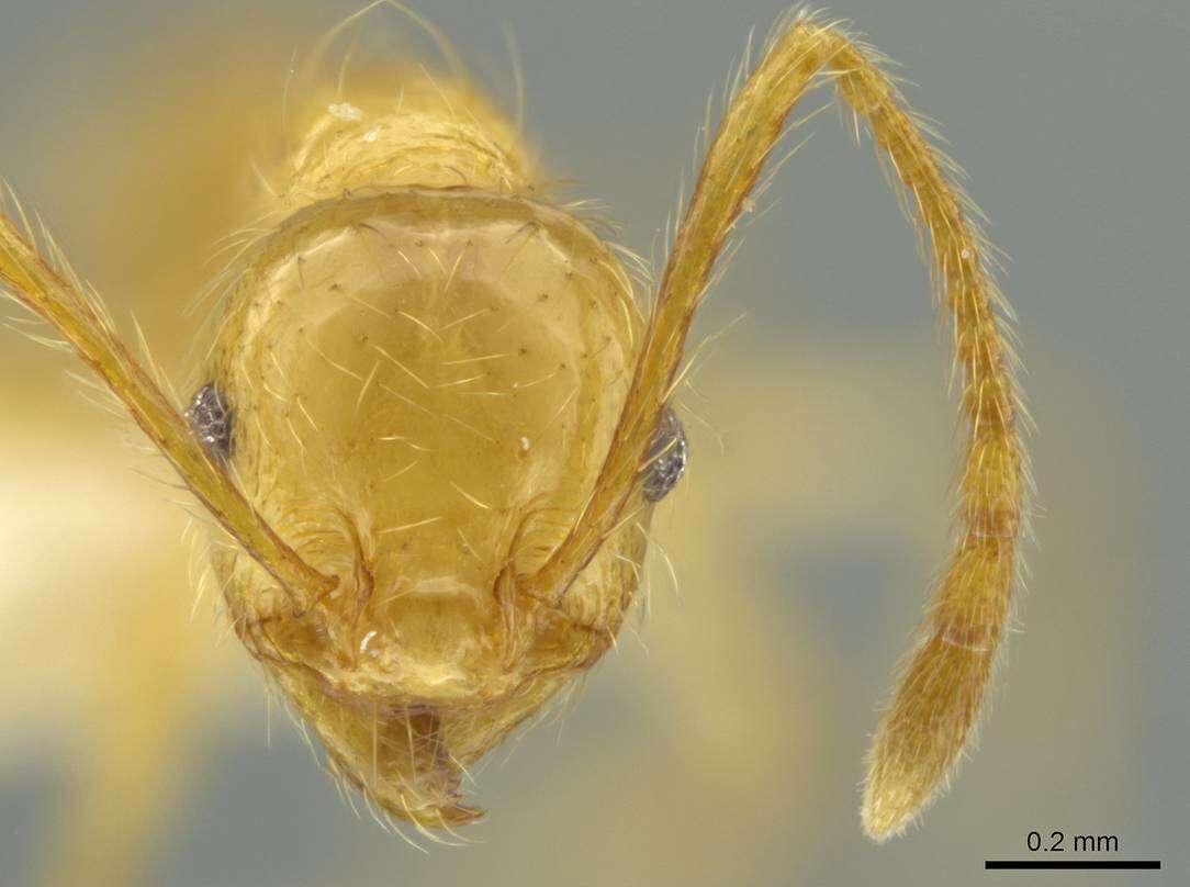 Image of Formicoidea