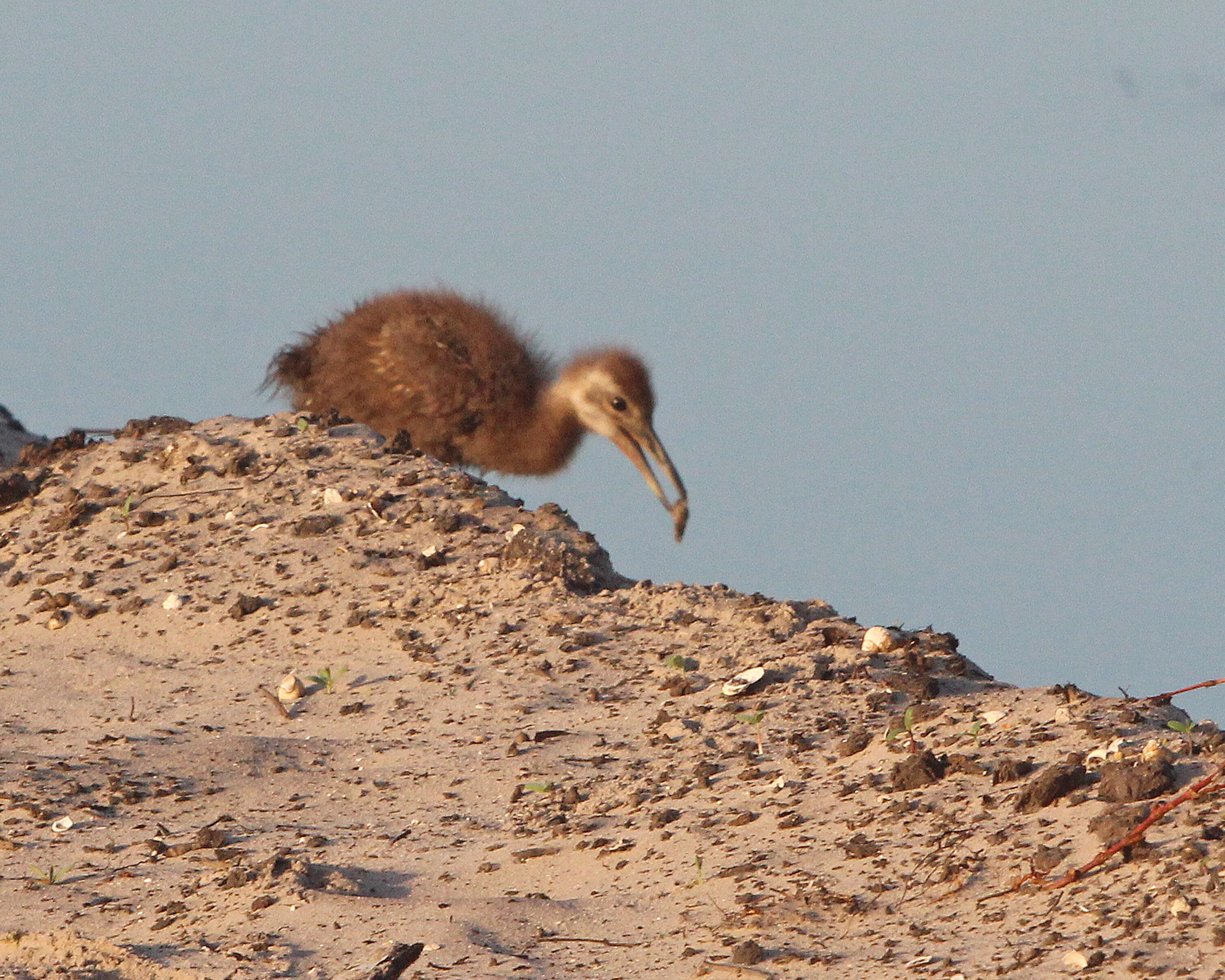 Image of limpkins