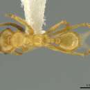 صورة <i>Pheidole sagax</i>