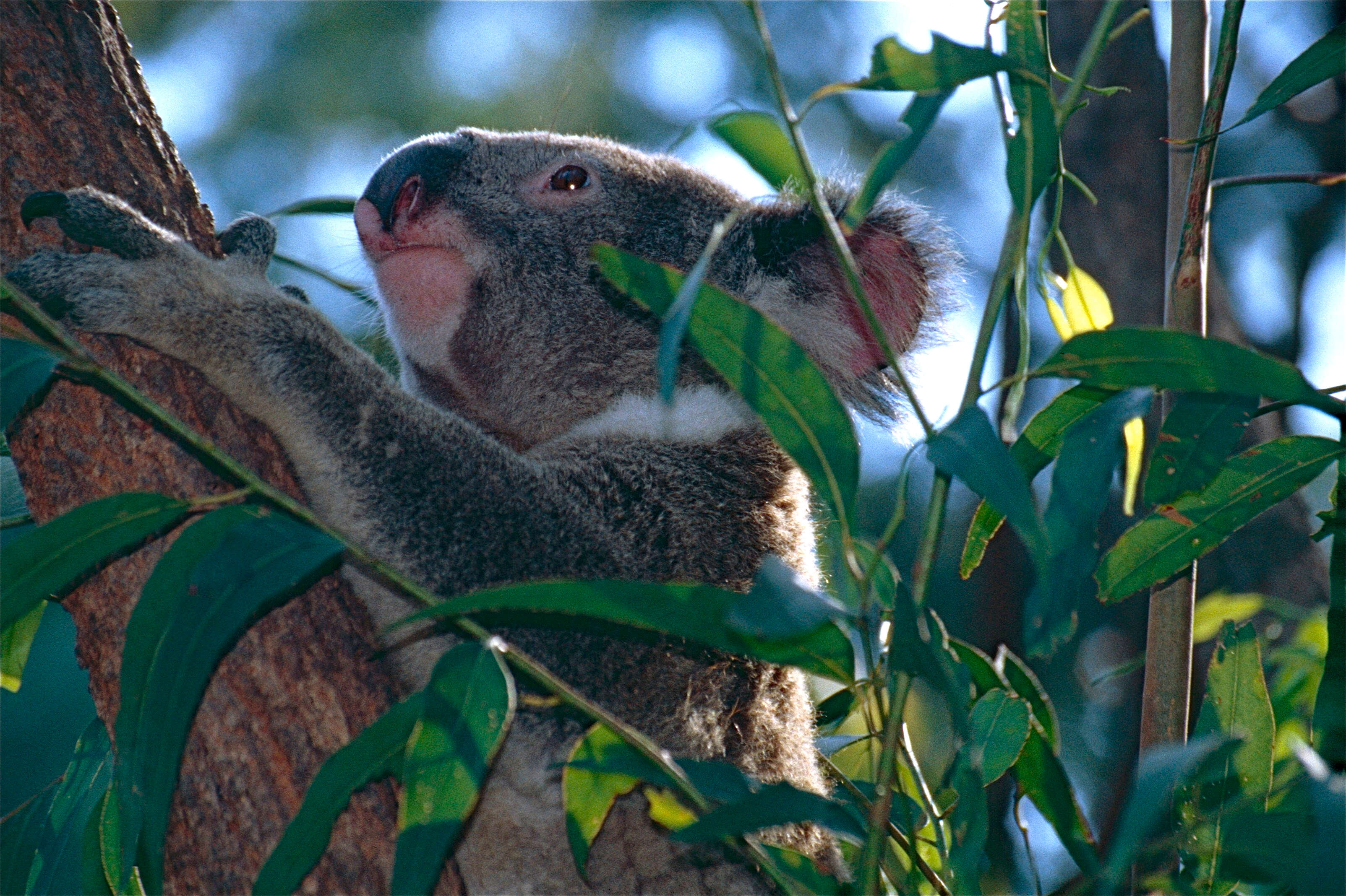 Image of koalas