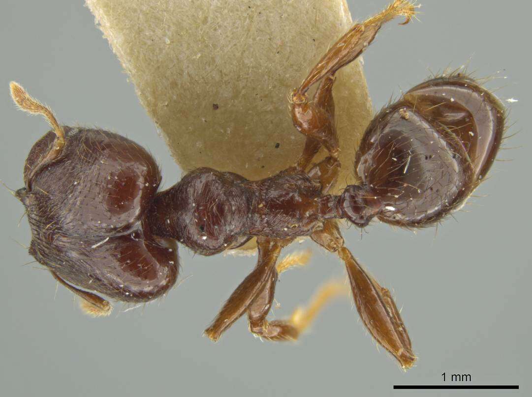 Image of Pheidole walkeri Mann 1922