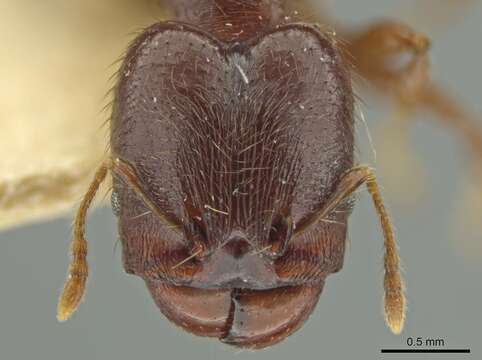 Image of Pheidole walkeri Mann 1922