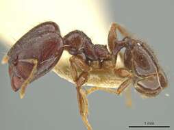 Image of Pheidole walkeri Mann 1922