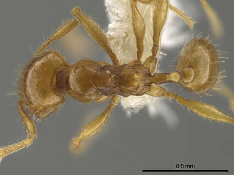 Image of Pheidole funki