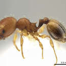 Image of Pheidole neoschultzi