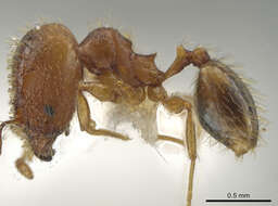 Image of Pheidole funki