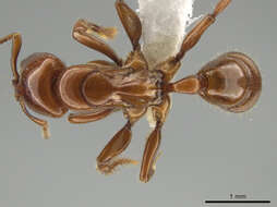 Imagem de Centromyrmex brachycola (Roger 1861)