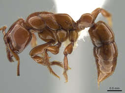 Plancia ëd Centromyrmex brachycola (Roger 1861)