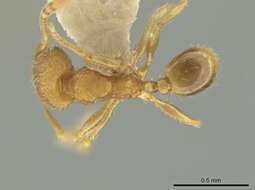 Image of Pheidole harrisonfordi