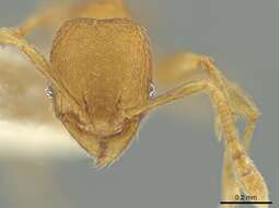 Image of Pheidole harrisonfordi