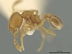 Image of Pheidole harrisonfordi