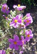 Imagem de Cistus albidus L.