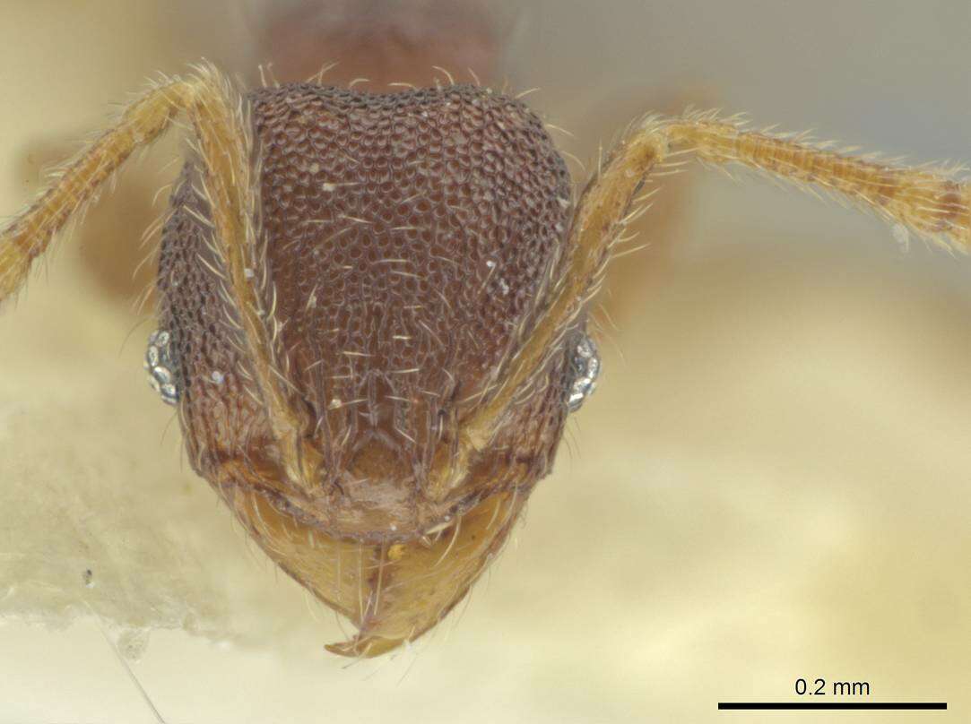 Image of Pheidole harrisonfordi