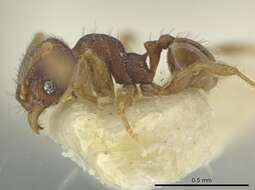 Image of Pheidole harrisonfordi