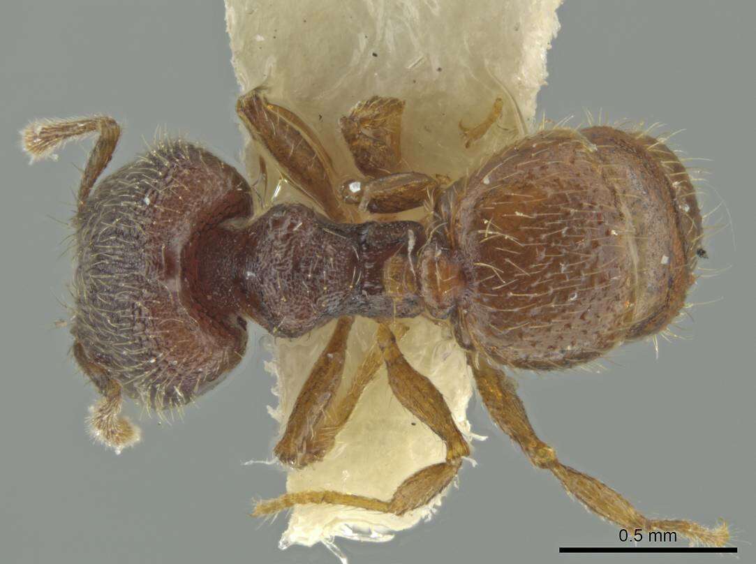 Image of Pheidole harrisonfordi