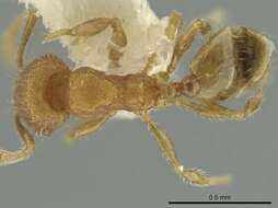 Image of Pheidole harrisonfordi