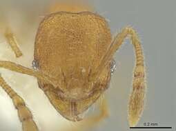 Image of Pheidole harrisonfordi