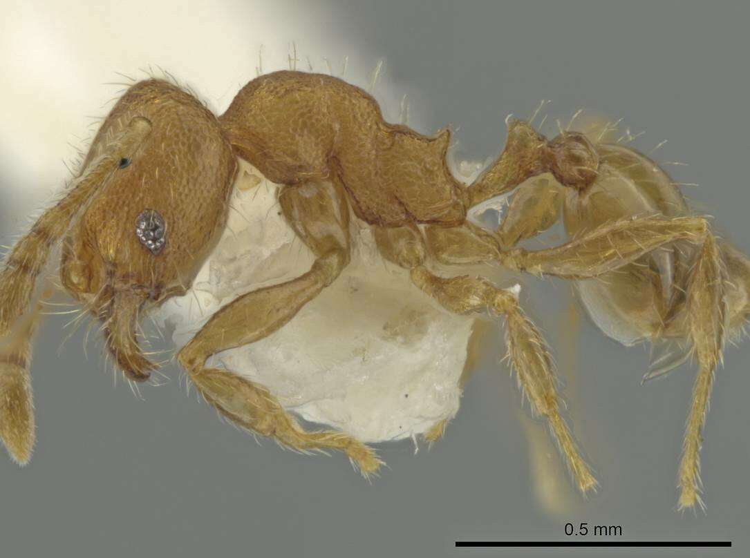 Image of Pheidole harrisonfordi