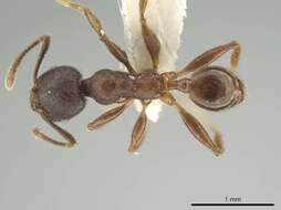 Image of Pheidole walkeri Mann 1922